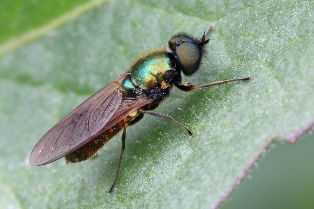 Dubbio su Chloromyia formosa