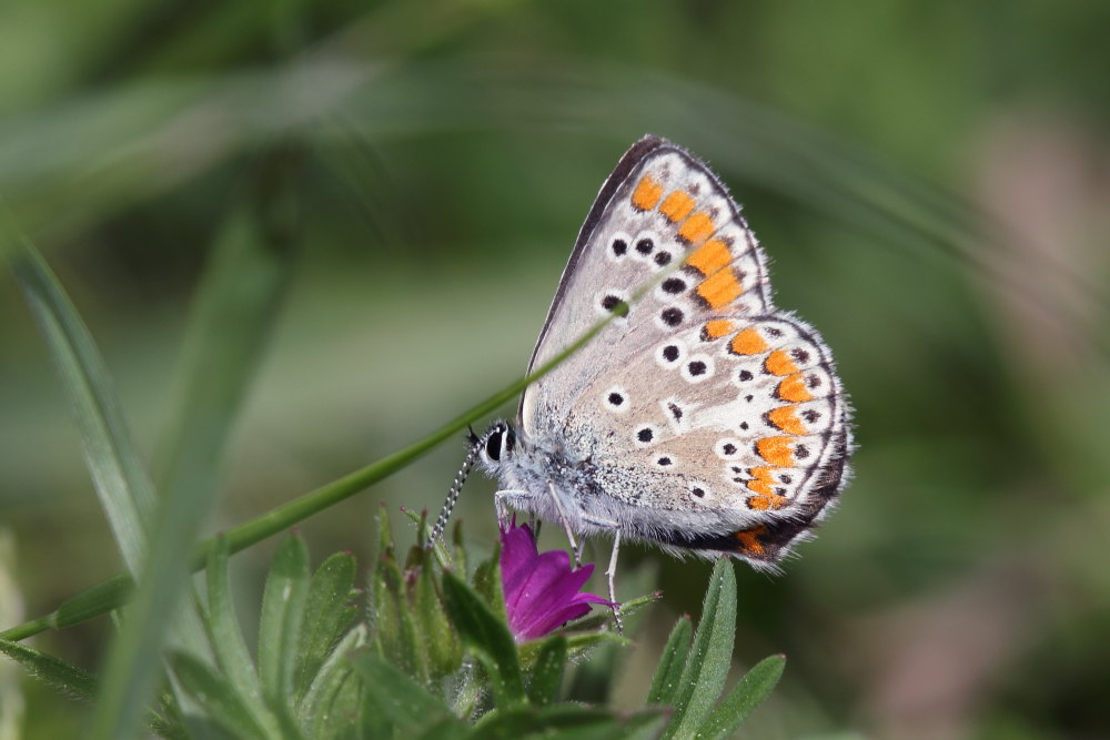 Aricia agestis ?