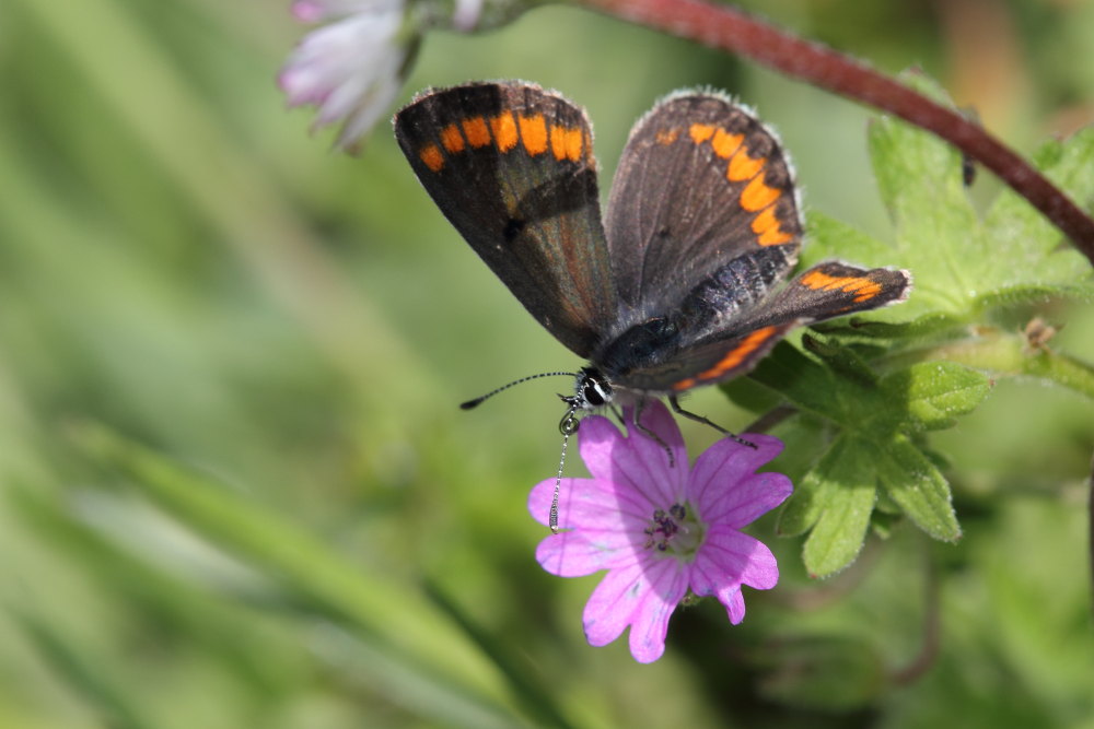 Aricia agestis ?