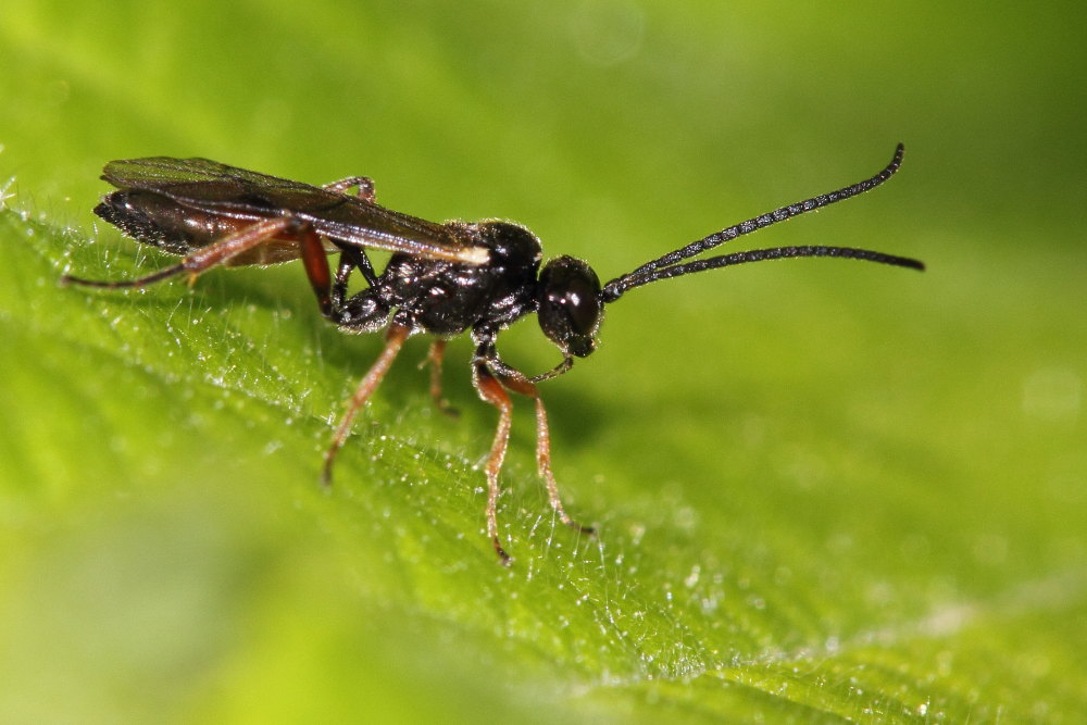 Da identificare 3 (Ichneumonidae)