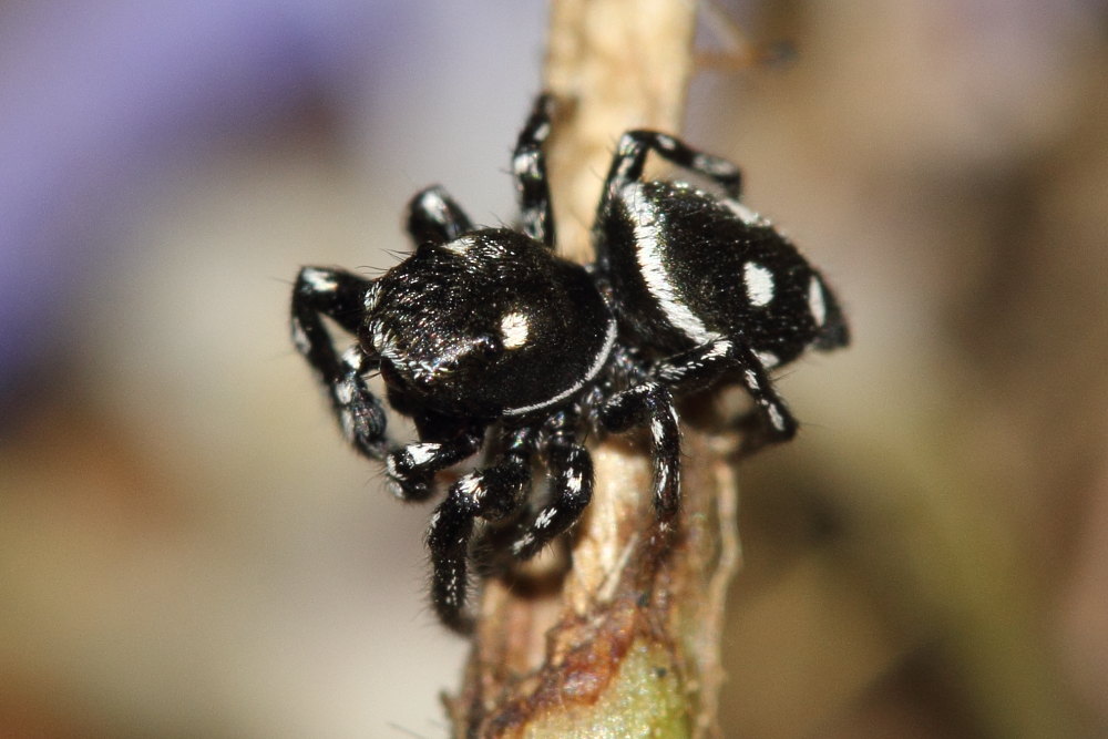 Heliophanus cf. apiatus - Ancona (AN)