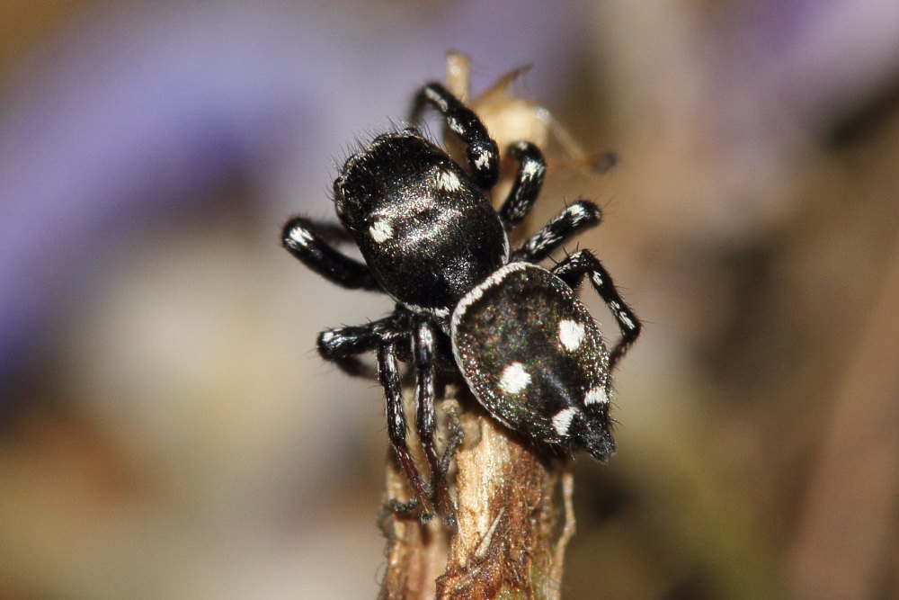 Heliophanus cf. apiatus - Ancona (AN)