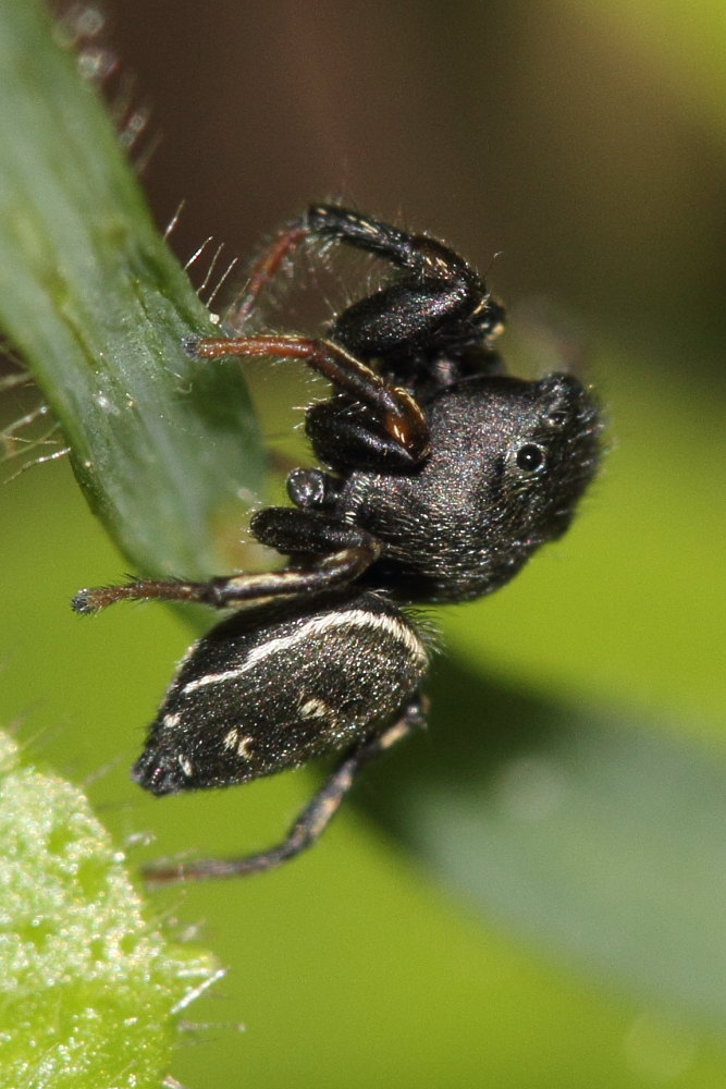 Heliophanus sp. - Ancona (AN)