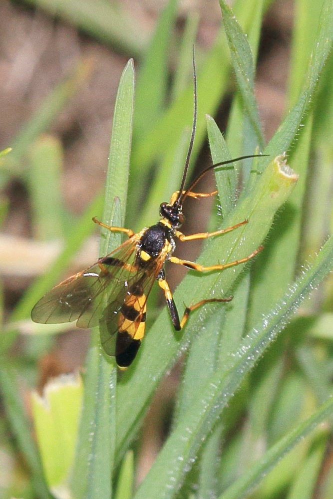 Ichneumonidae da identificare