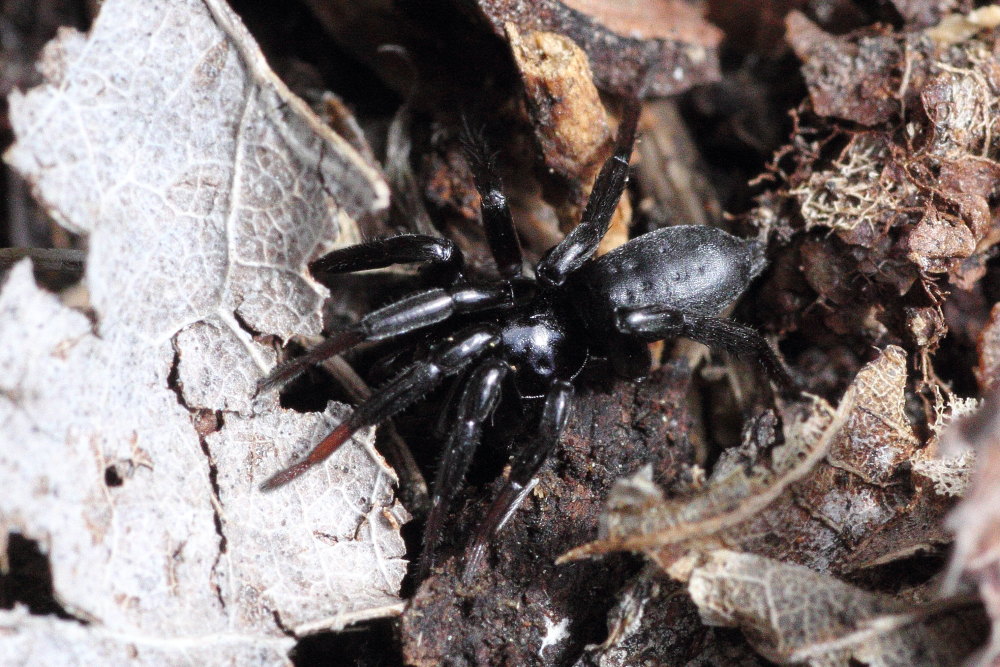 Drassyllus sp. - Monte Conero (AN)