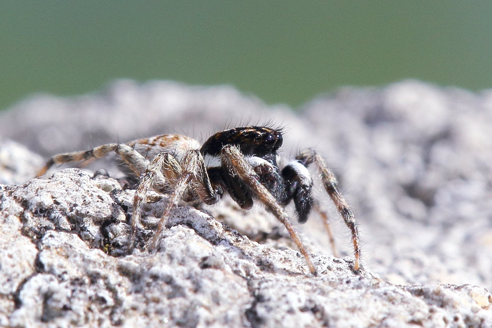 Menemerus semilimbatus - Ancona (AN)