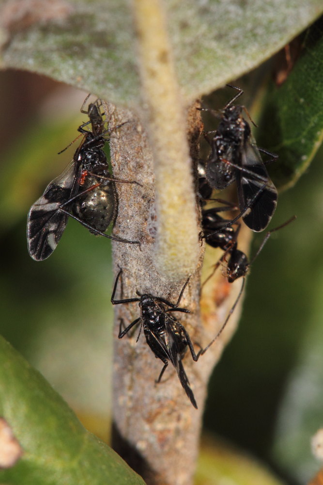 Aphididae - Lachnus sp. delle Marche (AN)