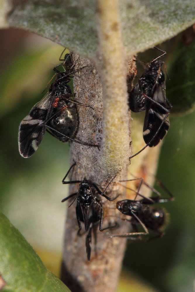 Aphididae - Lachnus sp. delle Marche (AN)