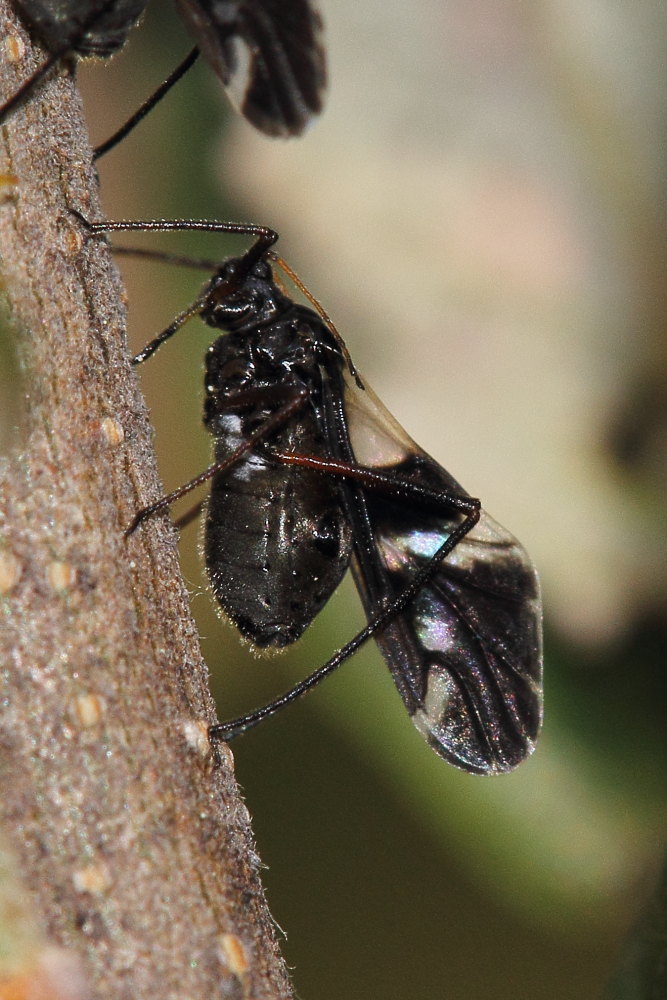 Aphididae - Lachnus sp. delle Marche (AN)