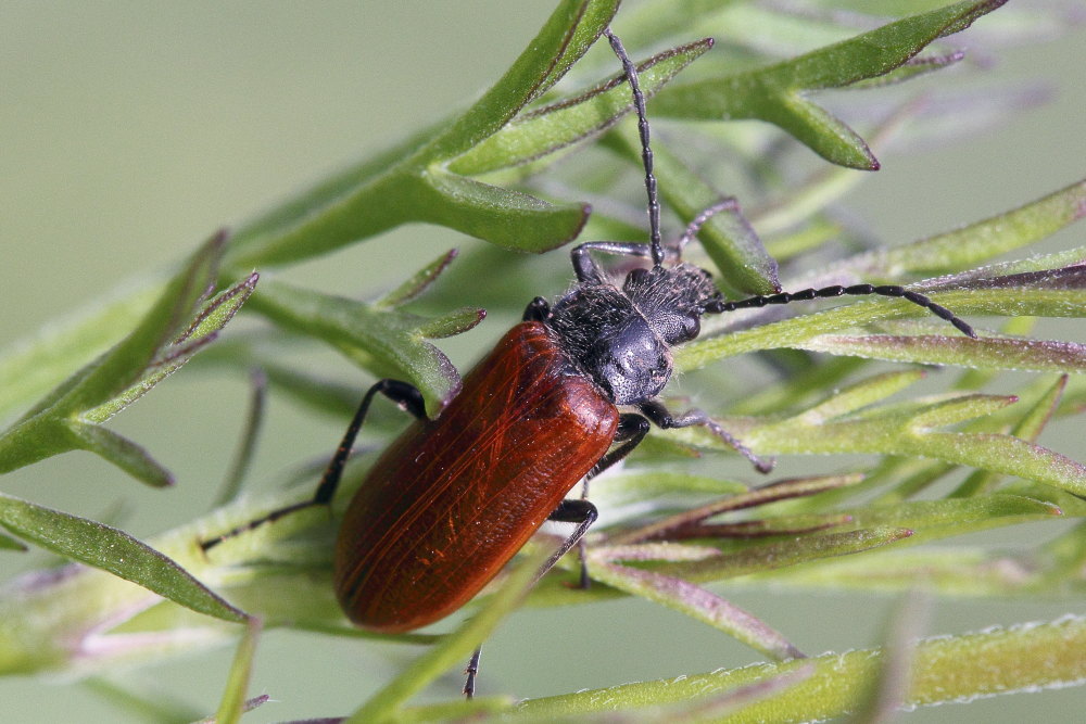 Omophlus sp.