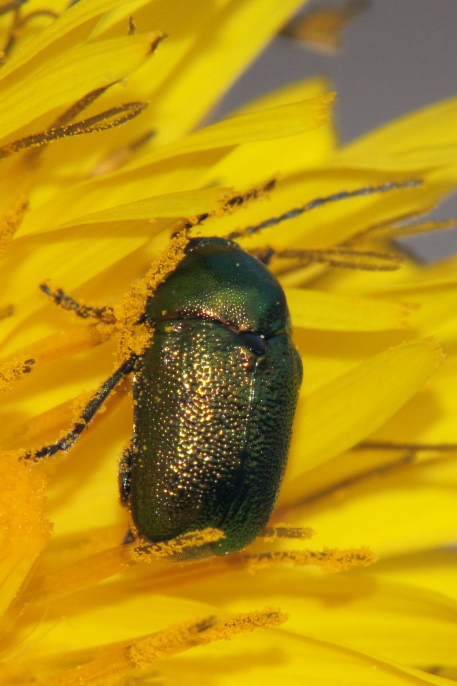 Cryptocephalus sp.