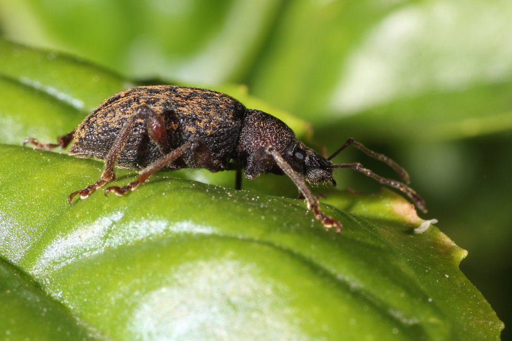 Otiorhynchus armadillo? - no, Otiorhynchus aurifer (cfr.)