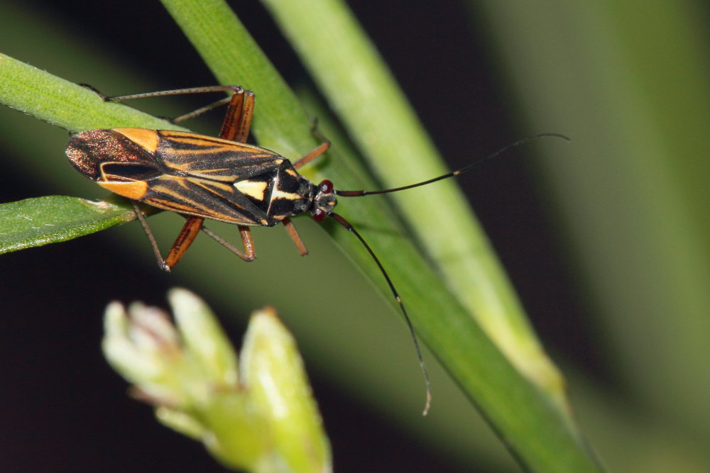 Miridae: Rhabdoscytus costae delle Marche (AN)