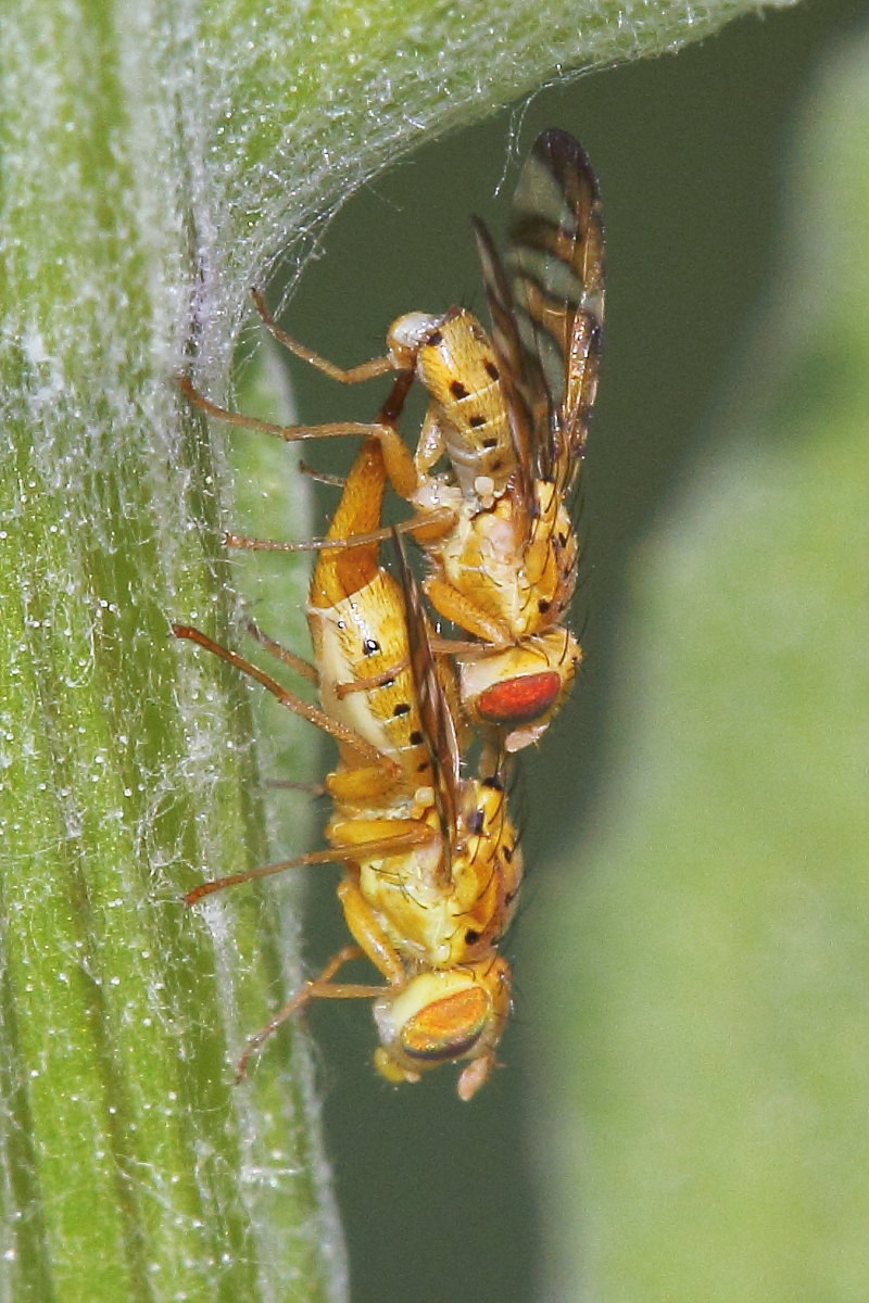 Chaetorellia cfr. jaceae (Tephritidae)