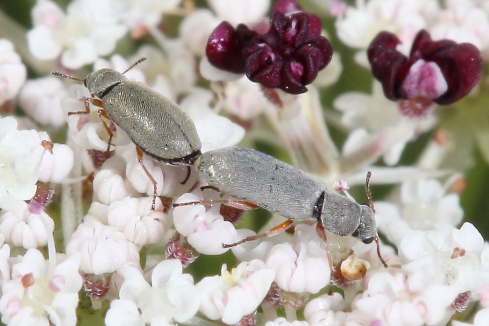 Dasytidae: Danacea sp.