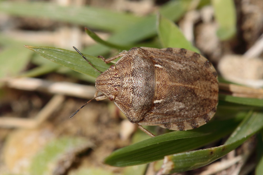 Scutelleridae: Eurygaster cf. maura delle Marche (PU)