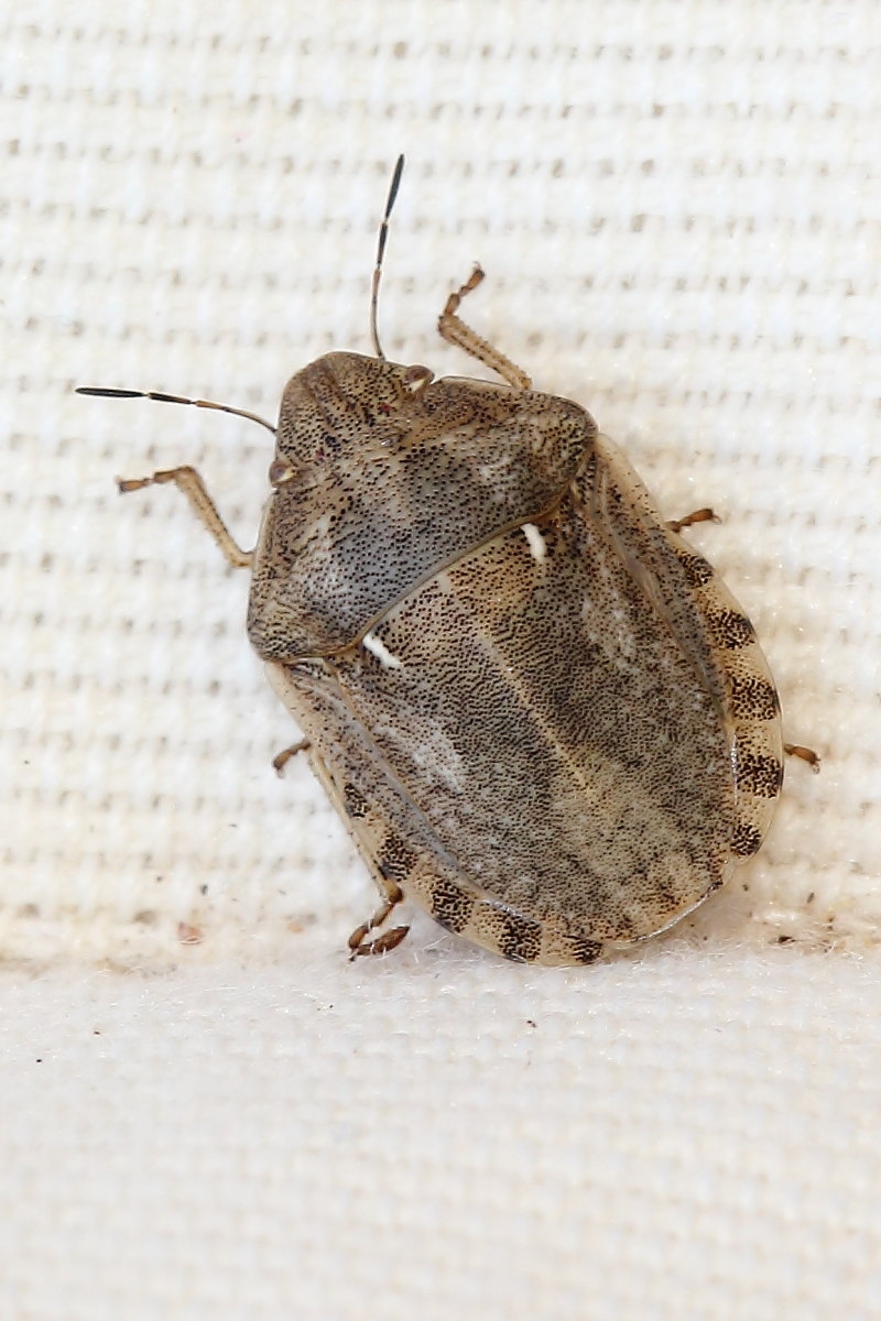 Scutelleridae: Eurygaster cf. maura delle Marche (PU)