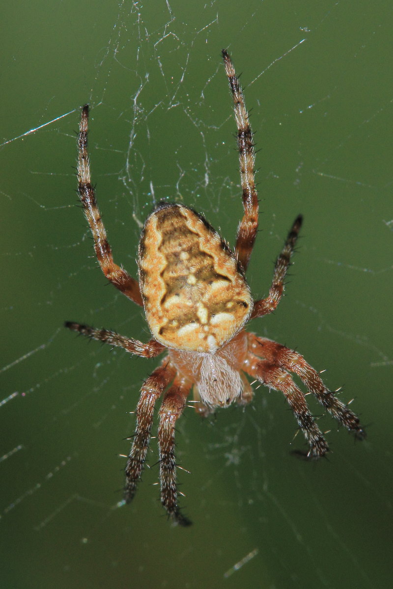 Araneus diadematus - Sant''Ippolito (PU)