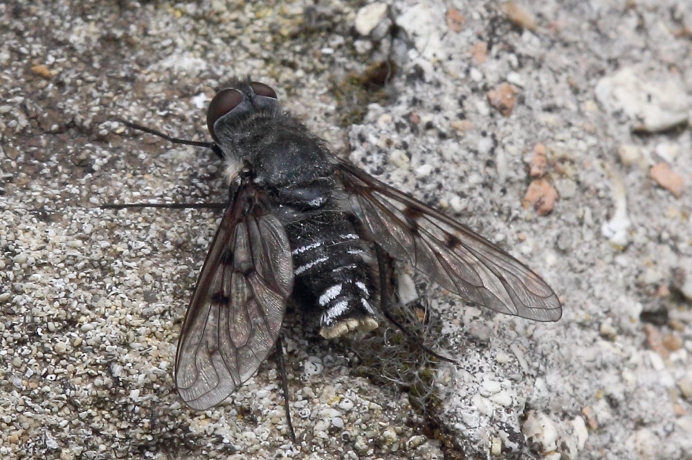 Anthrax trifasciatus ?