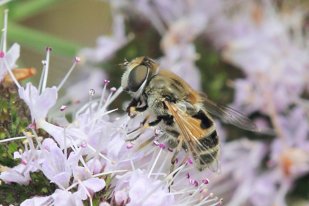 Eristalis interrupta ?