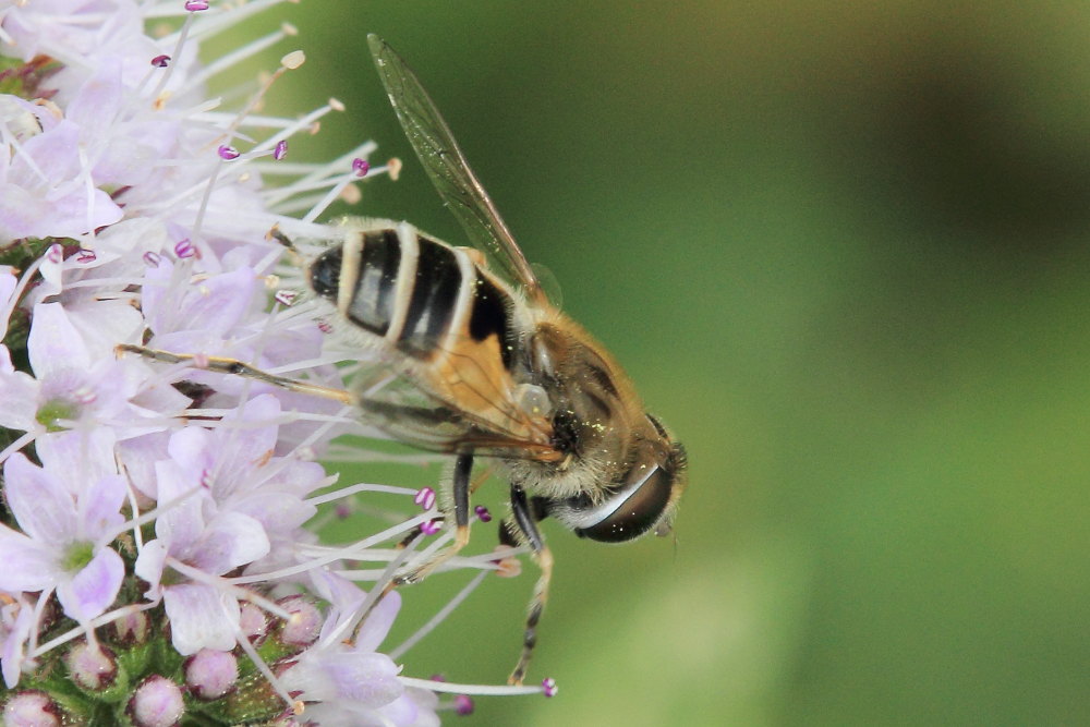 Eristalis interrupta ?