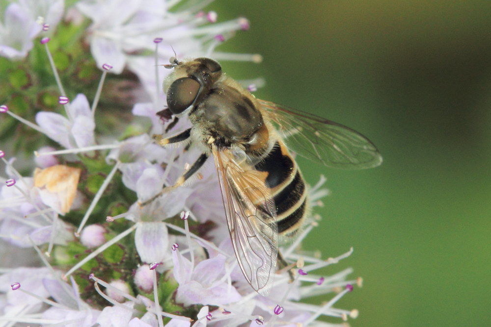 Eristalis interrupta ?