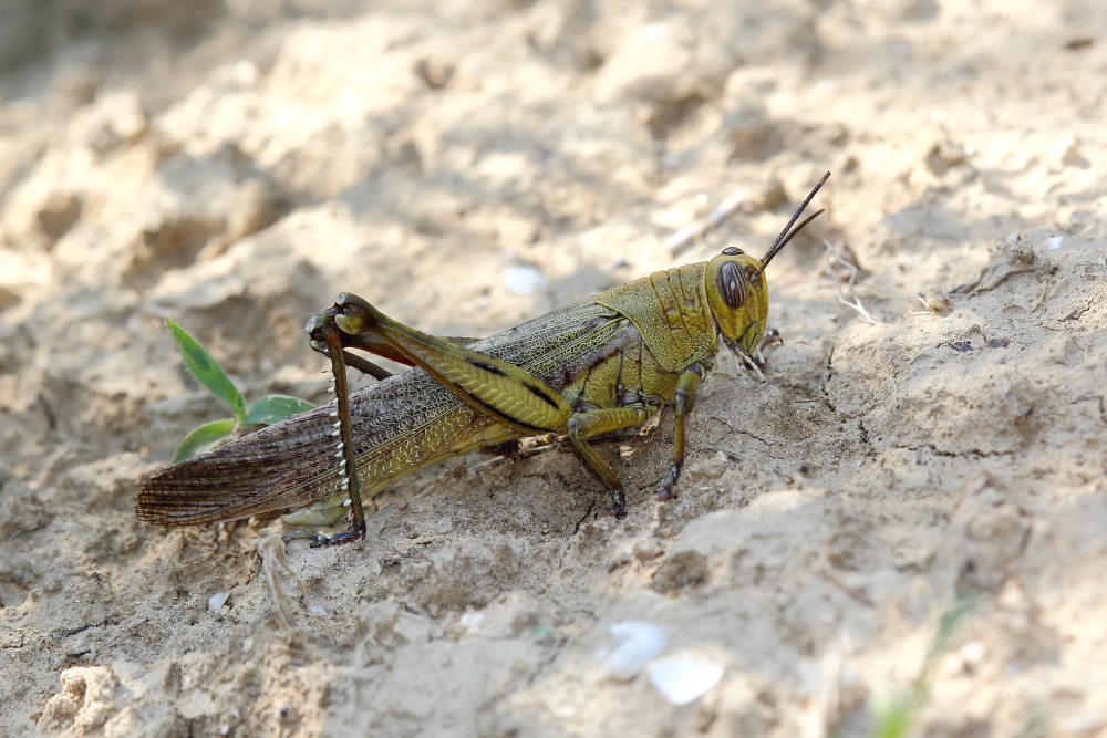 Strano Anacridium aegyptium