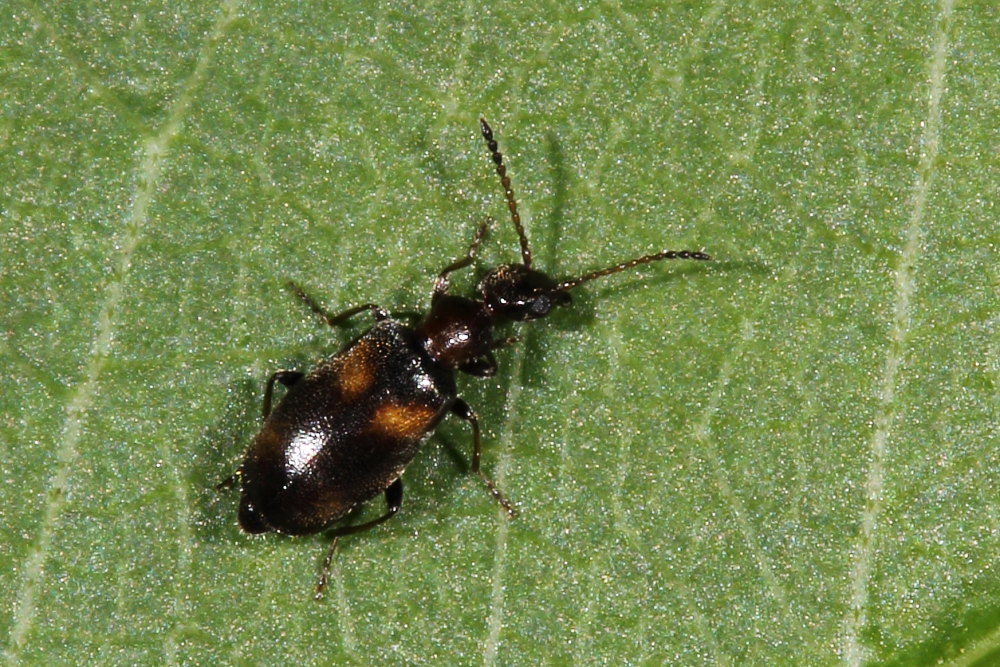 Da identificare - Microhoria terminata (Anthicidae)