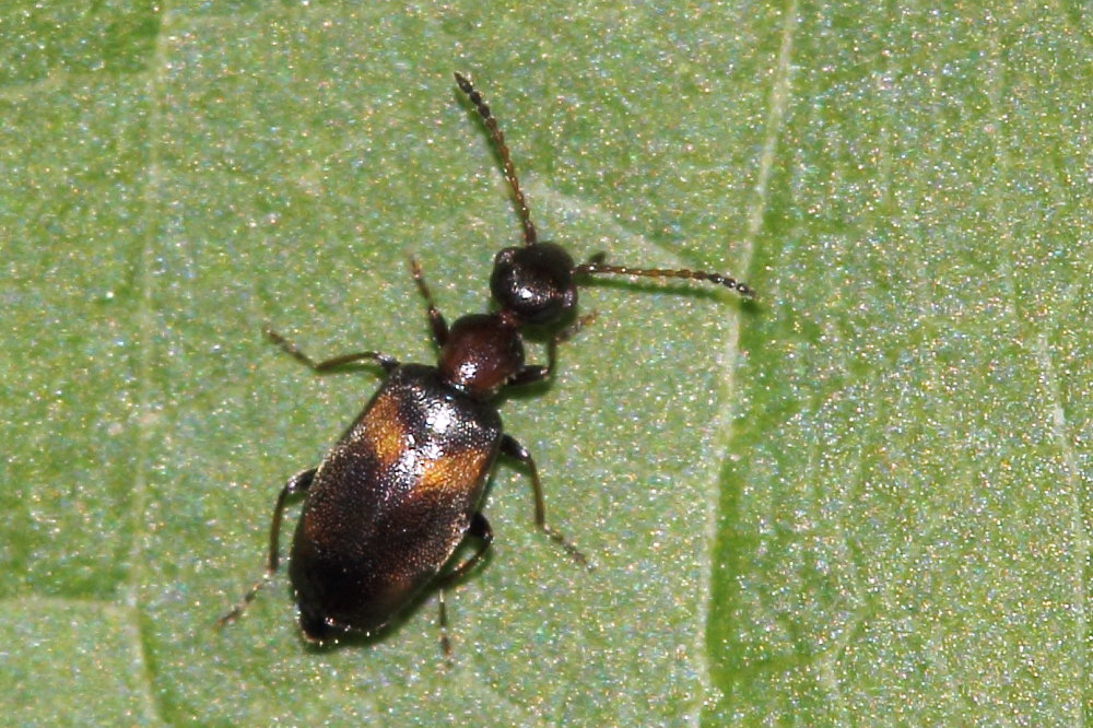 Da identificare - Microhoria terminata (Anthicidae)