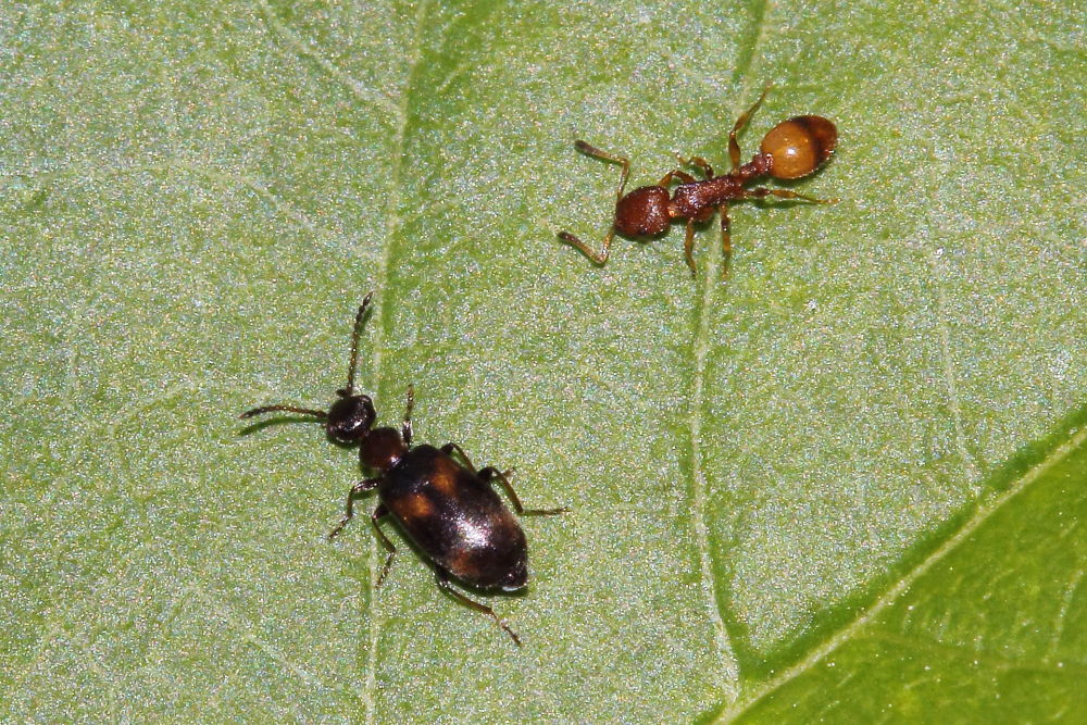 Da identificare - Microhoria terminata (Anthicidae)