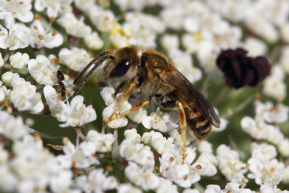 Apidae Halictinae