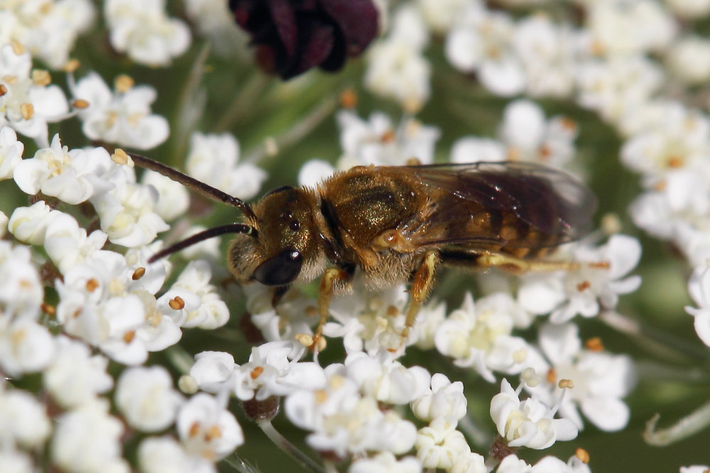 Apidae Halictinae