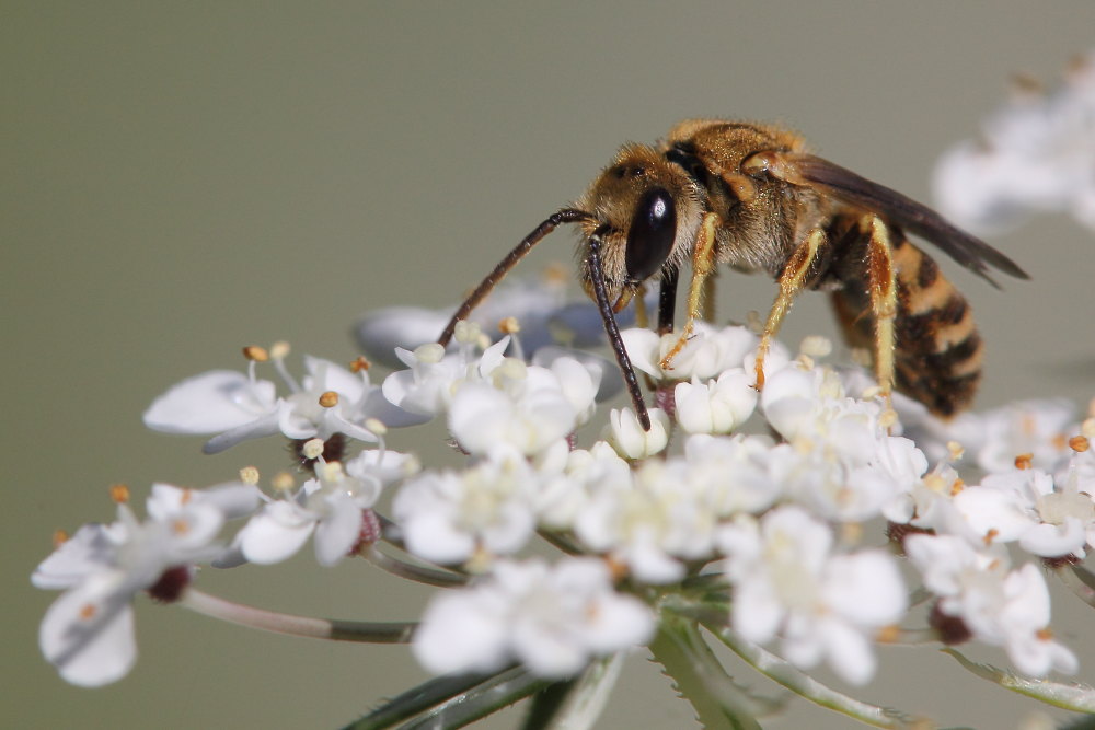 Apidae Halictinae