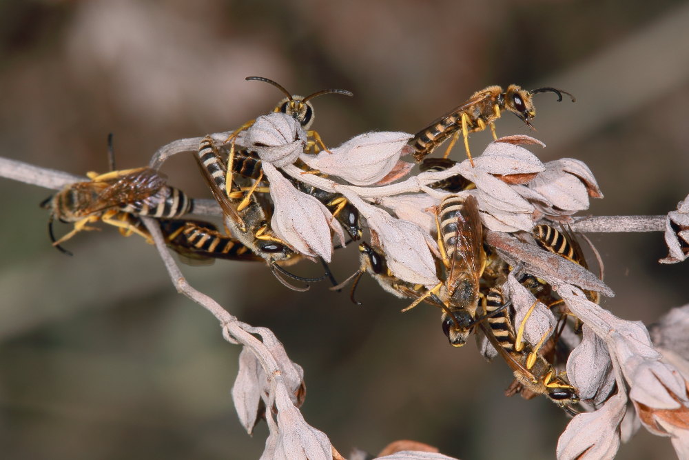 Dormitorio di Halictus scabiosae