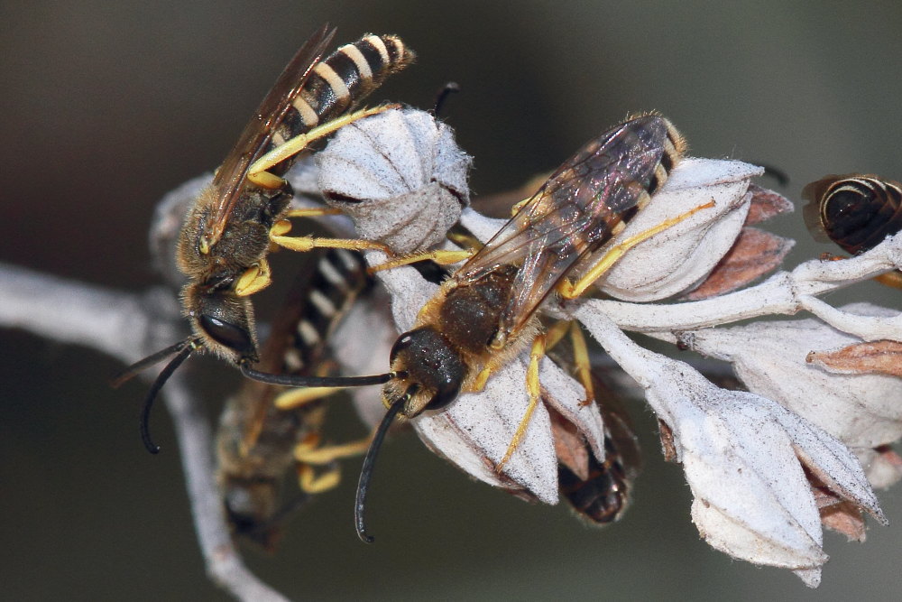 Dormitorio di Halictus scabiosae