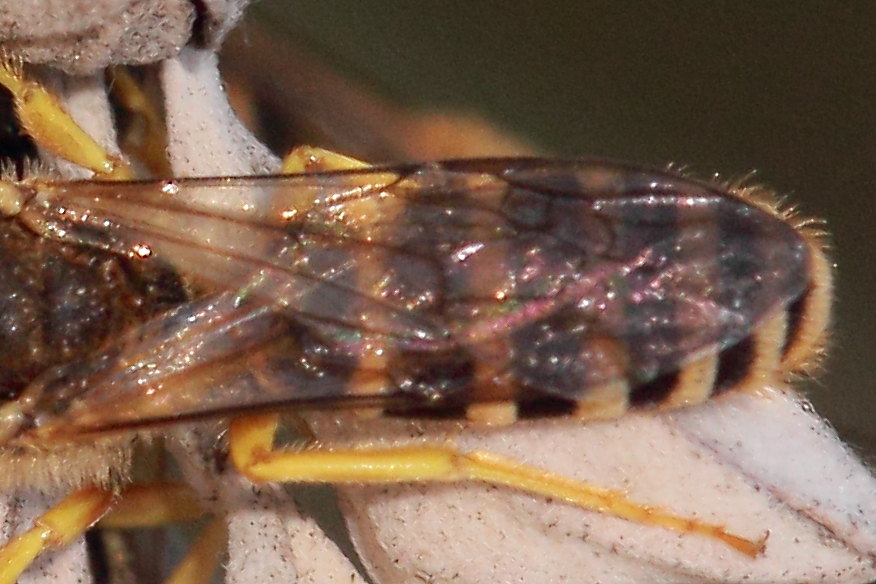 Dormitorio di Halictus scabiosae