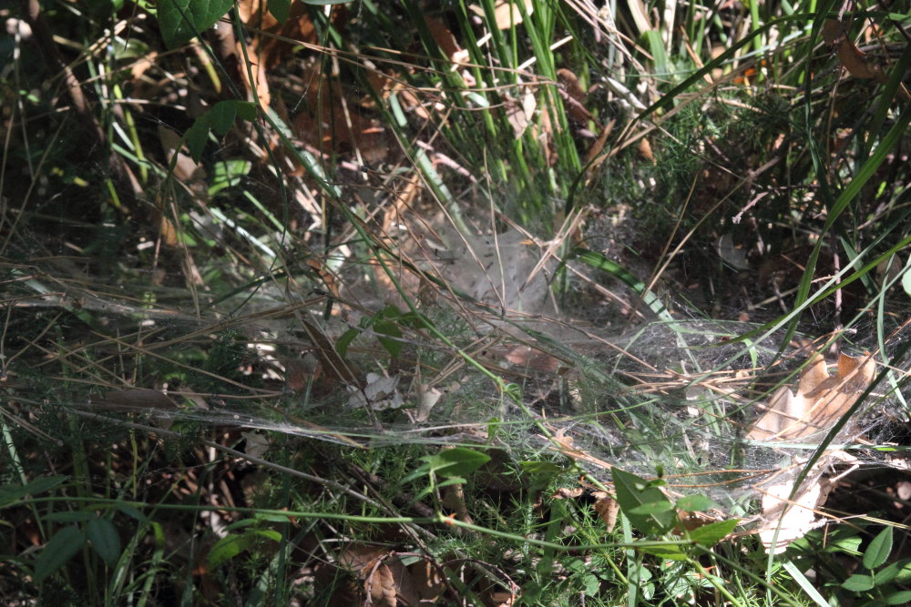 Agelena labyrinthica - Monte Conero (AN)