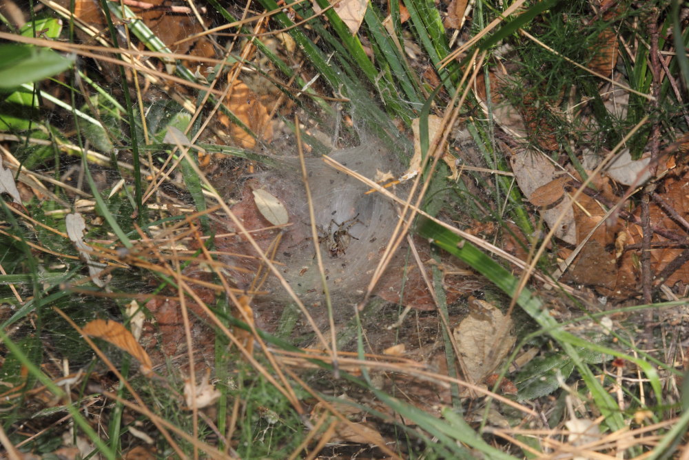 Agelena labyrinthica - Monte Conero (AN)