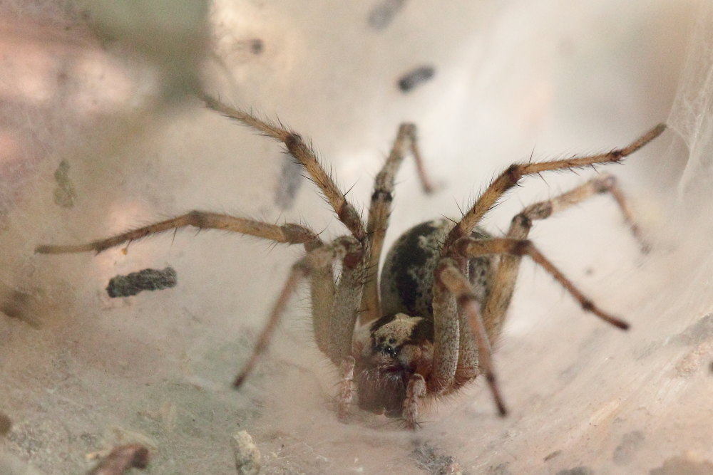 Agelena labyrinthica - Monte Conero (AN)