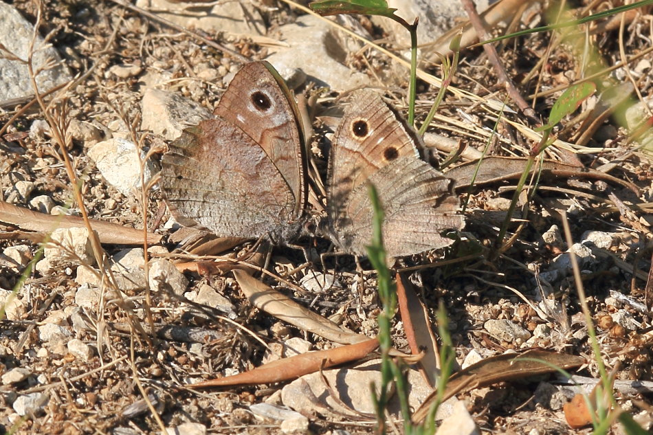 Hipparchia statilinus - corteggiamento