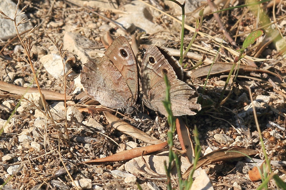 Hipparchia statilinus - corteggiamento