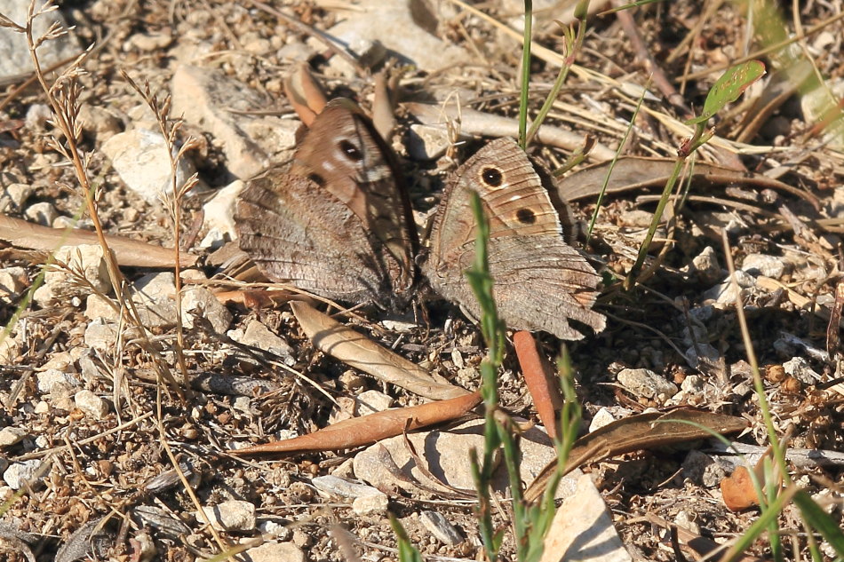 Hipparchia statilinus - corteggiamento