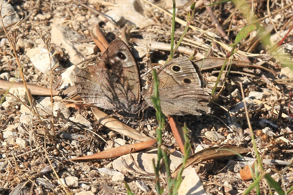 Hipparchia statilinus - corteggiamento