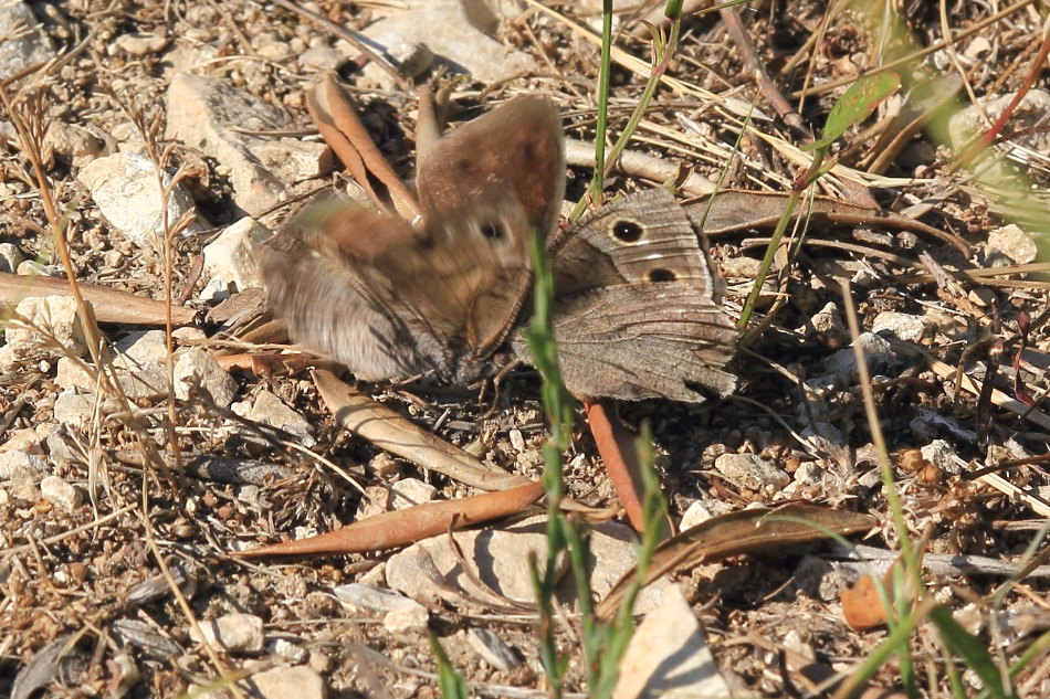 Hipparchia statilinus - corteggiamento