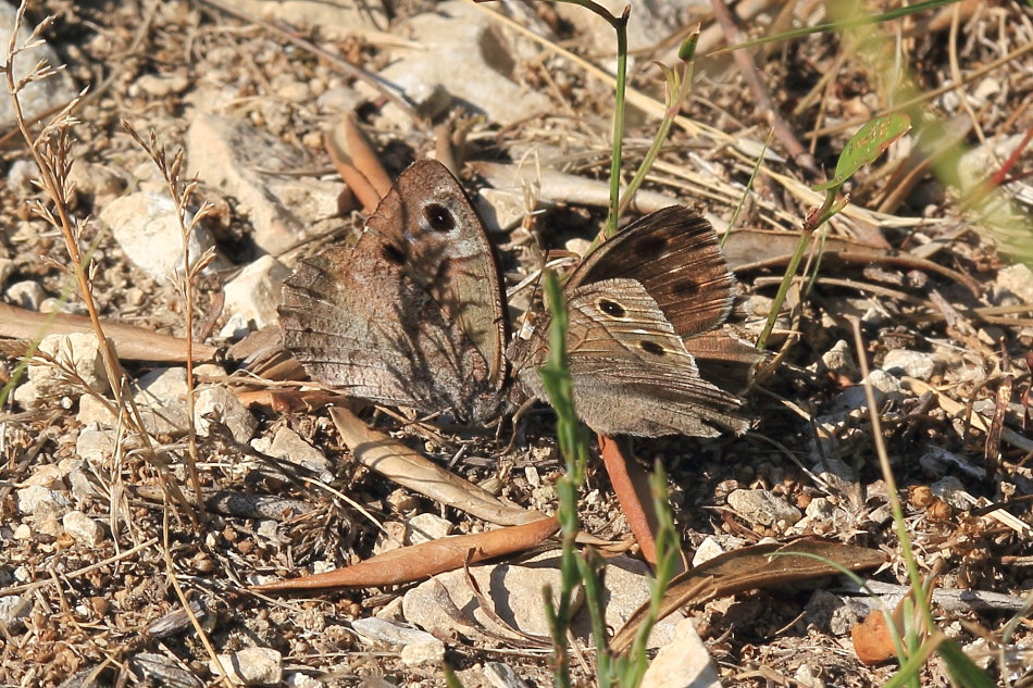 Hipparchia statilinus - corteggiamento