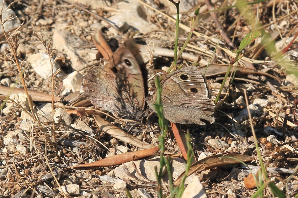 Hipparchia statilinus - corteggiamento