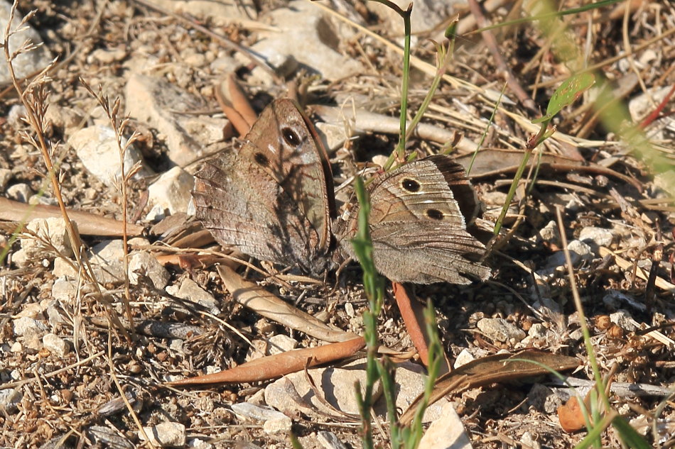 Hipparchia statilinus - corteggiamento