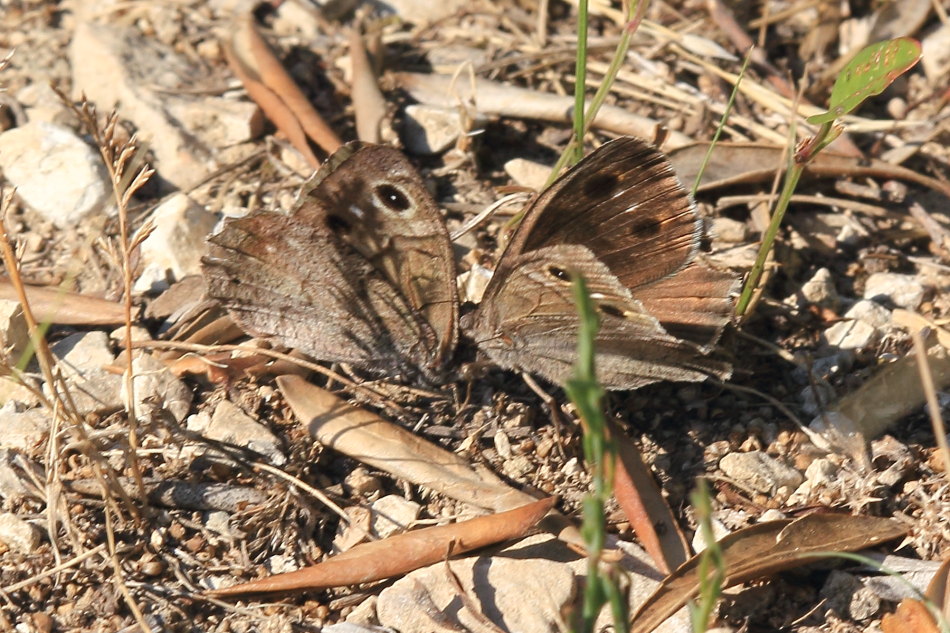 Hipparchia statilinus - corteggiamento