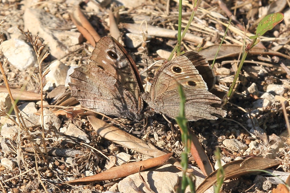 Hipparchia statilinus - corteggiamento