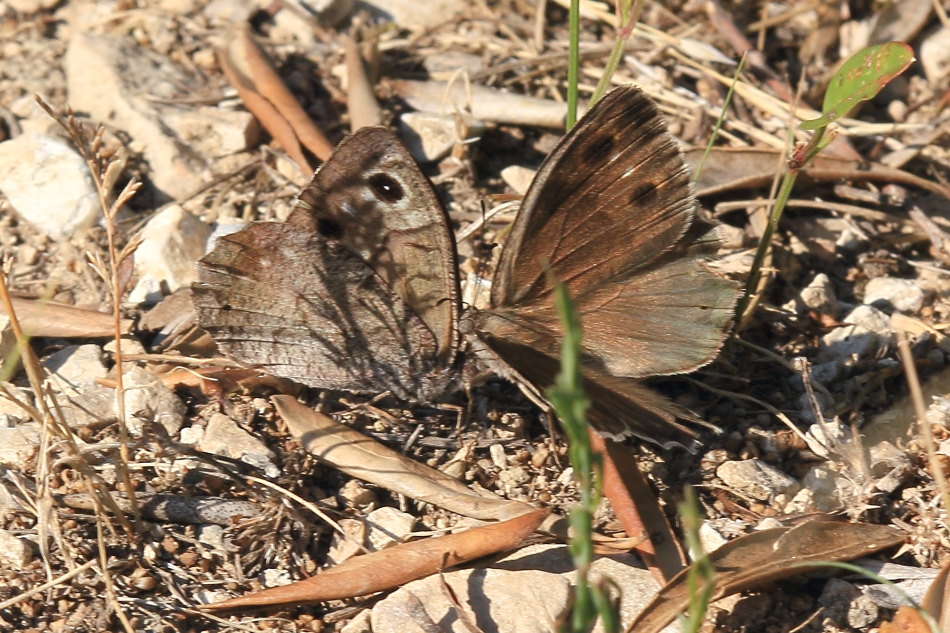 Hipparchia statilinus - corteggiamento